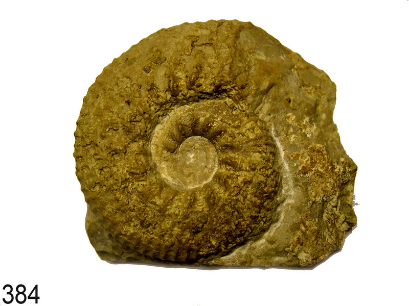 Aulacostephanus